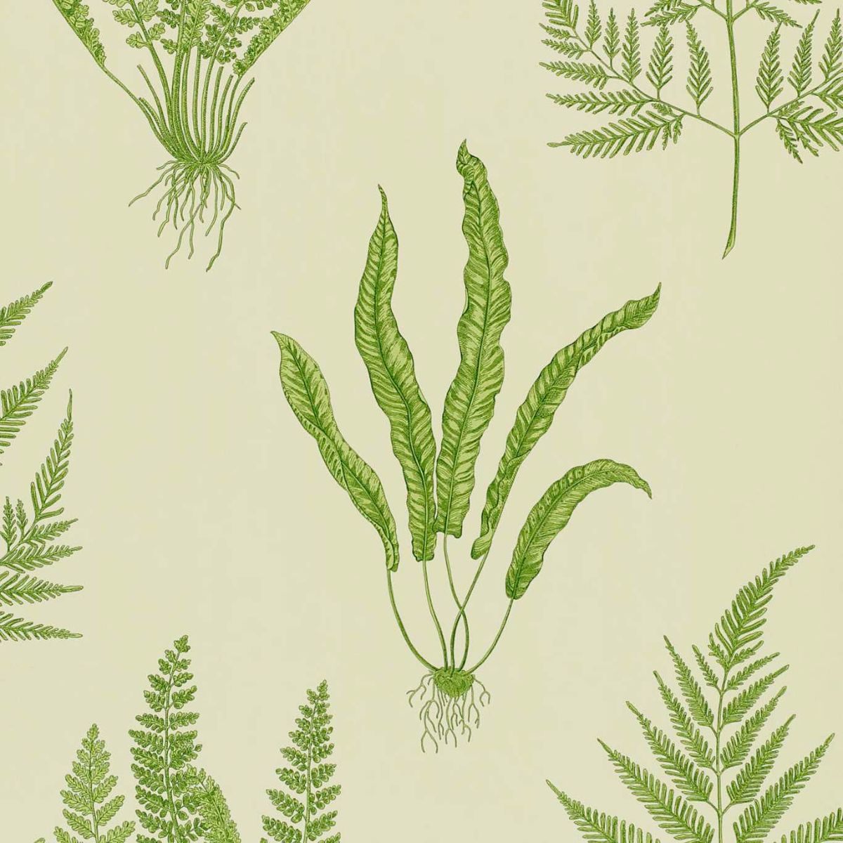 Sanderson &#39;Woodland Ferns - Green&#39; Wallpaper