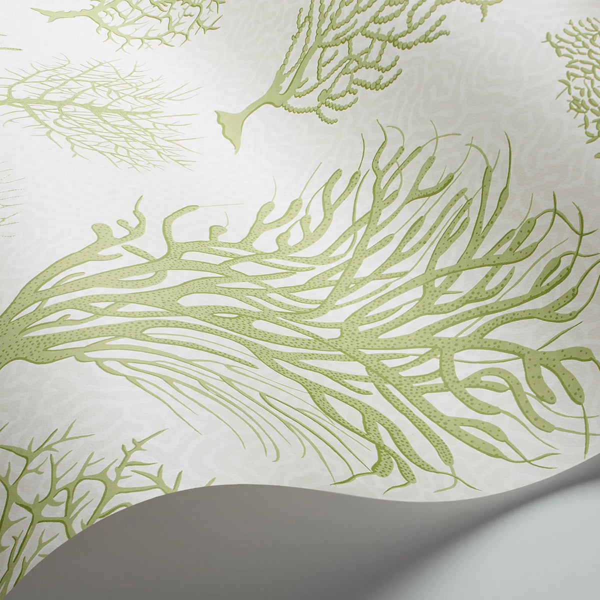 Cole &amp; Son &#39;Seafern Olive Green on White&#39; Wallpaper