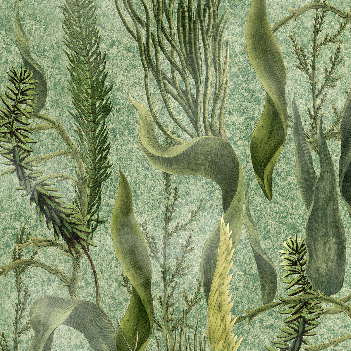 Mind The Gap Aquatic Plants Wallpaper