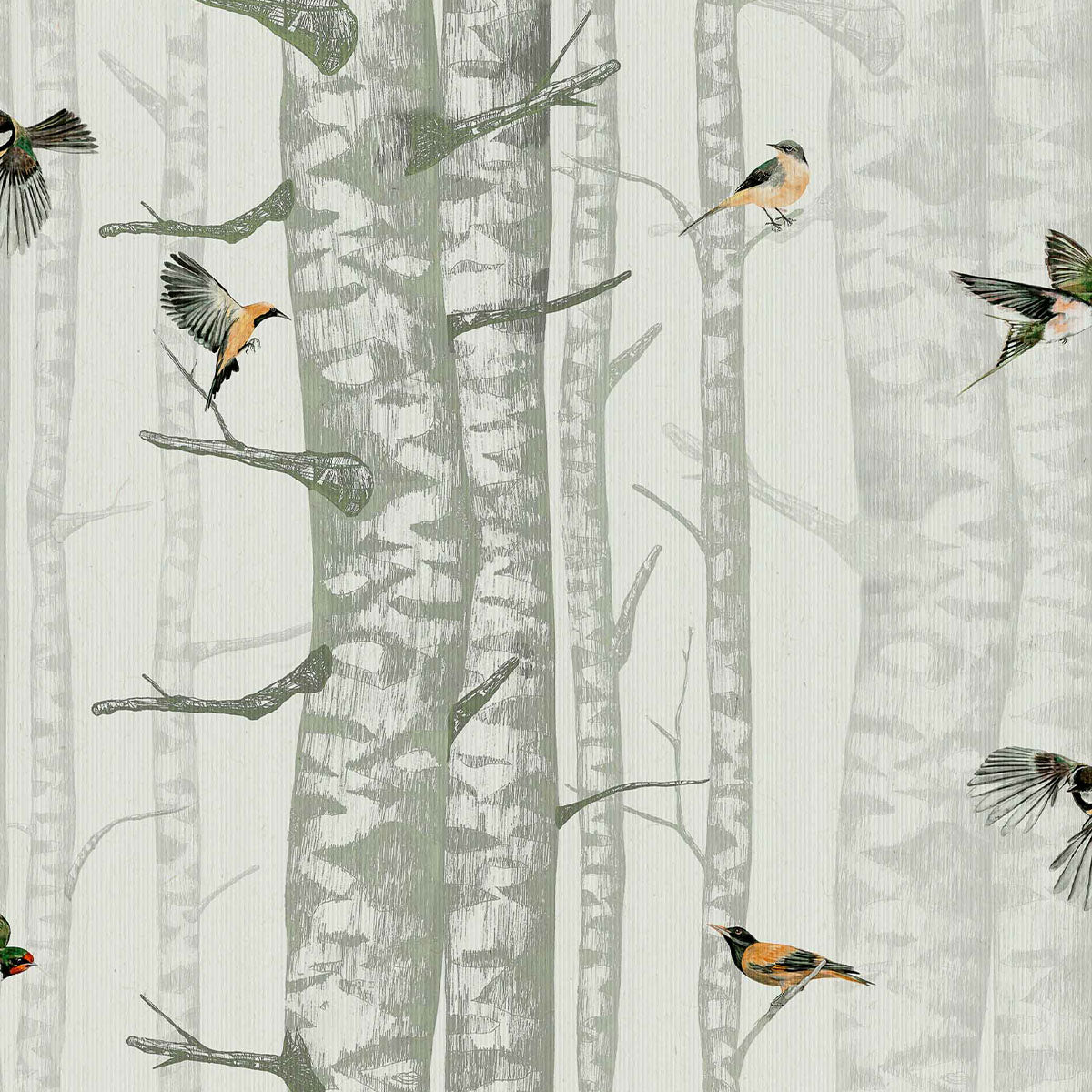 Birch Trees Wallpaper - Coordonne