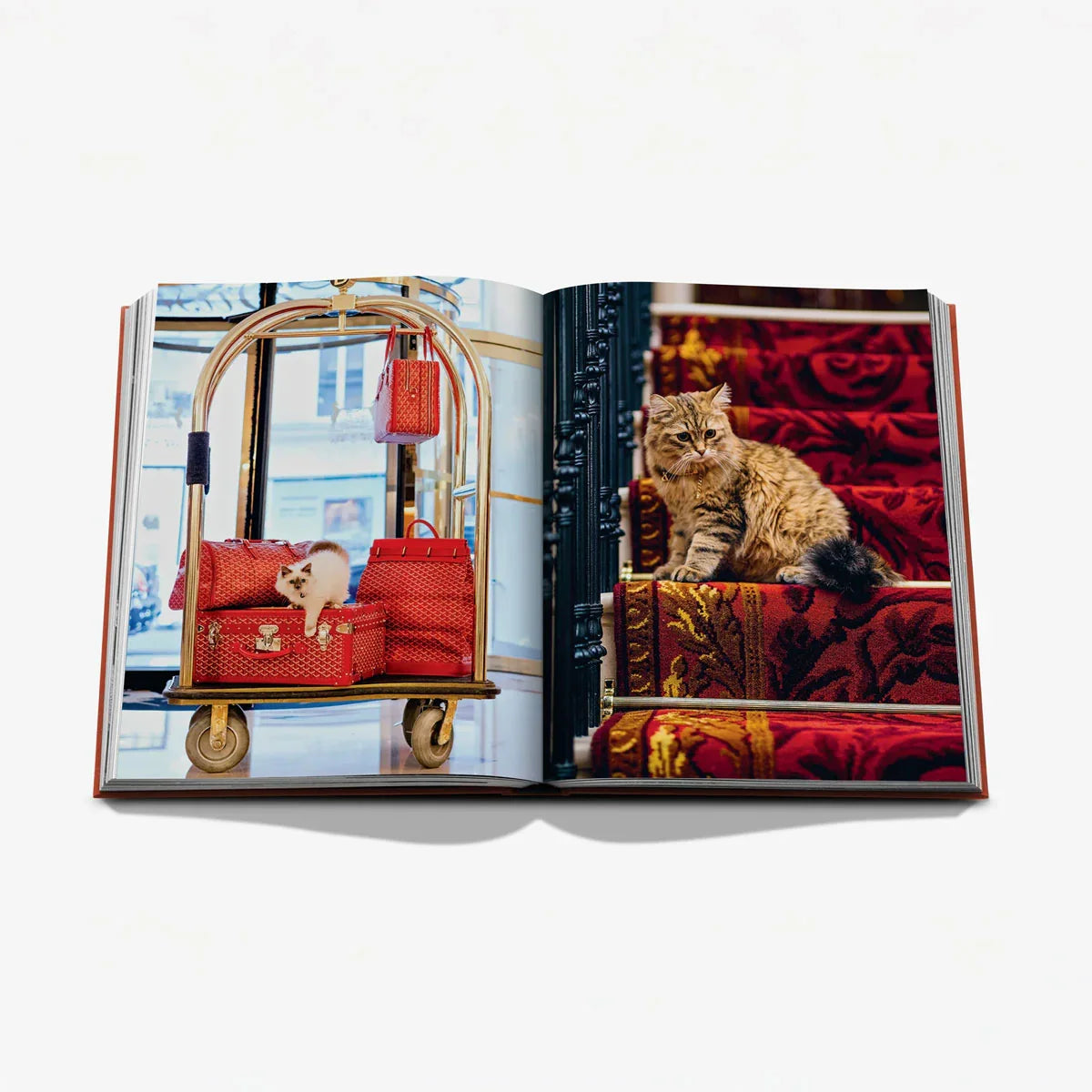 Chic Cats - Assouline