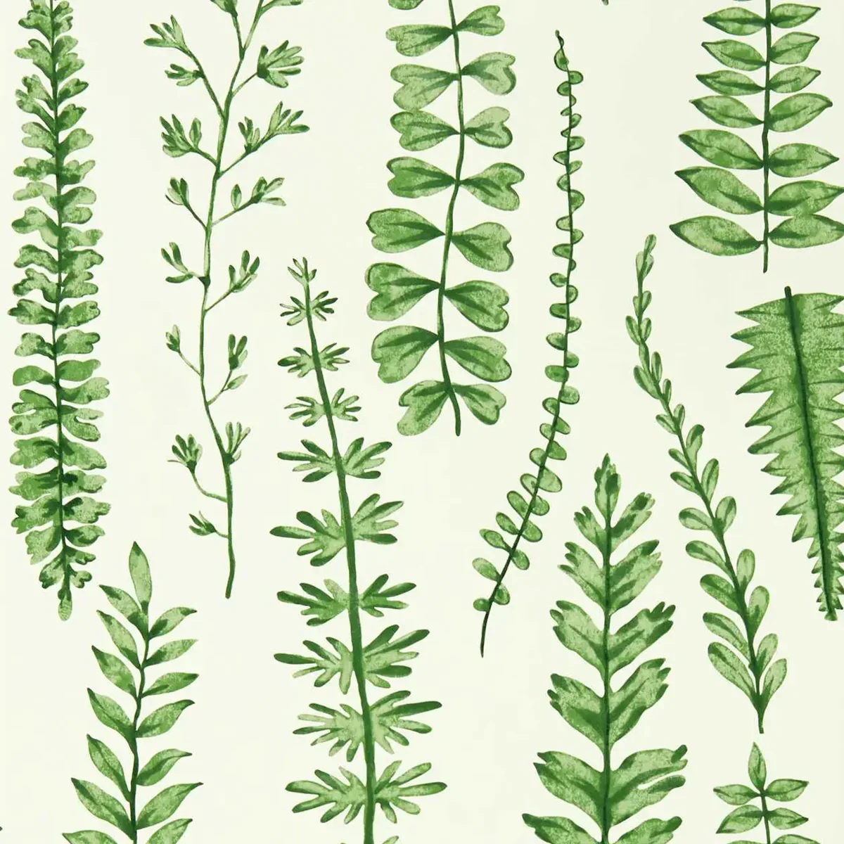 Ferns Wallpaper - Scion