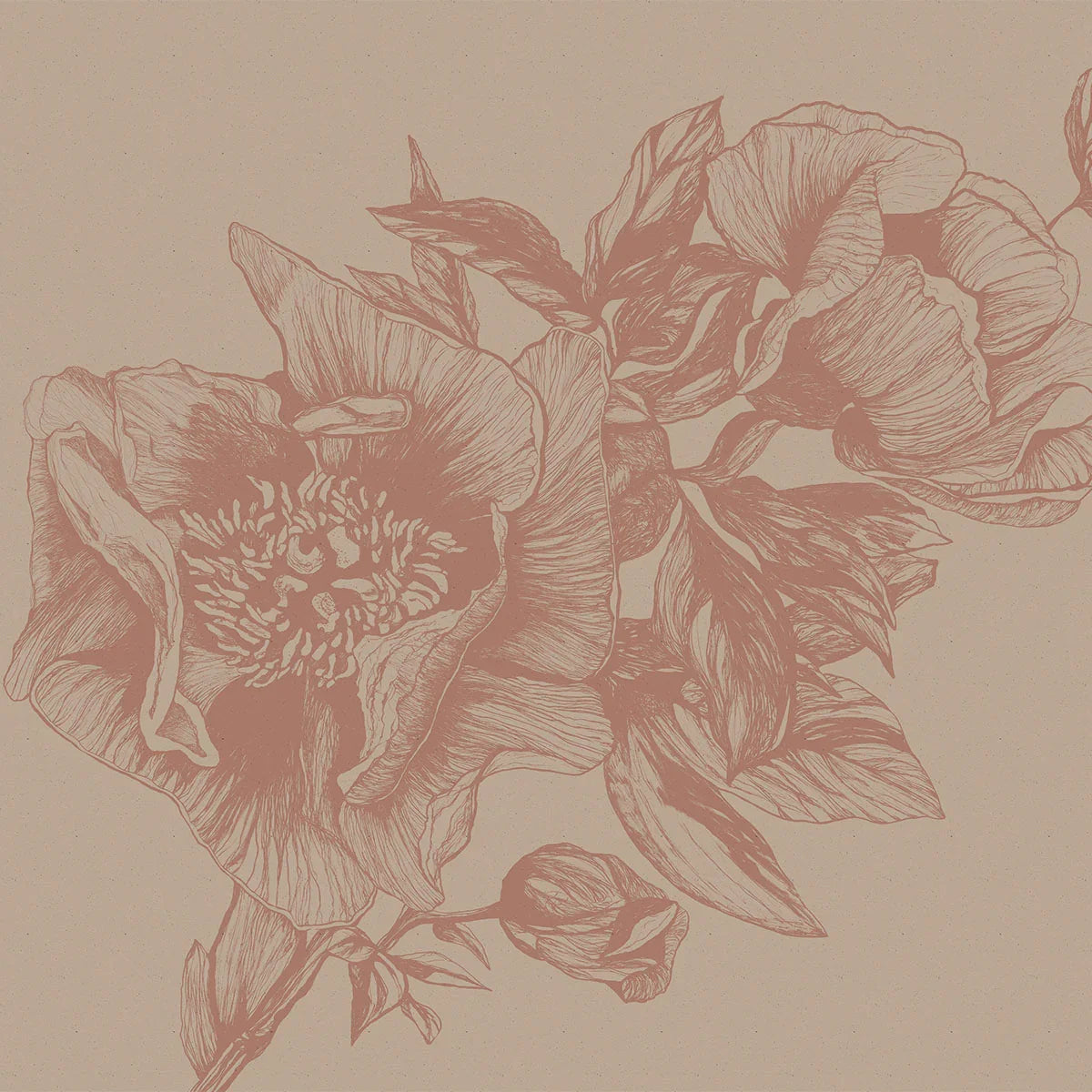 Giant Peonies Mural Wallpaper - Coordonne
