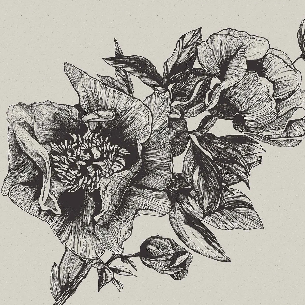 Giant Peonies Mural Wallpaper - Coordonne