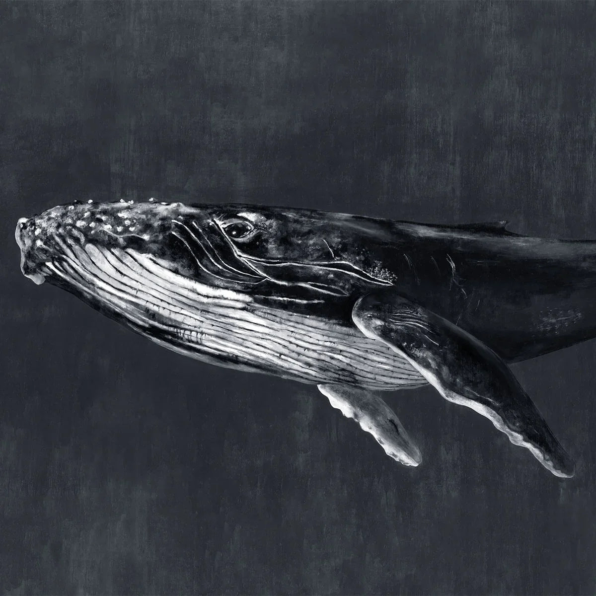Humpback Whale Mural Wallpaper - Coordonne