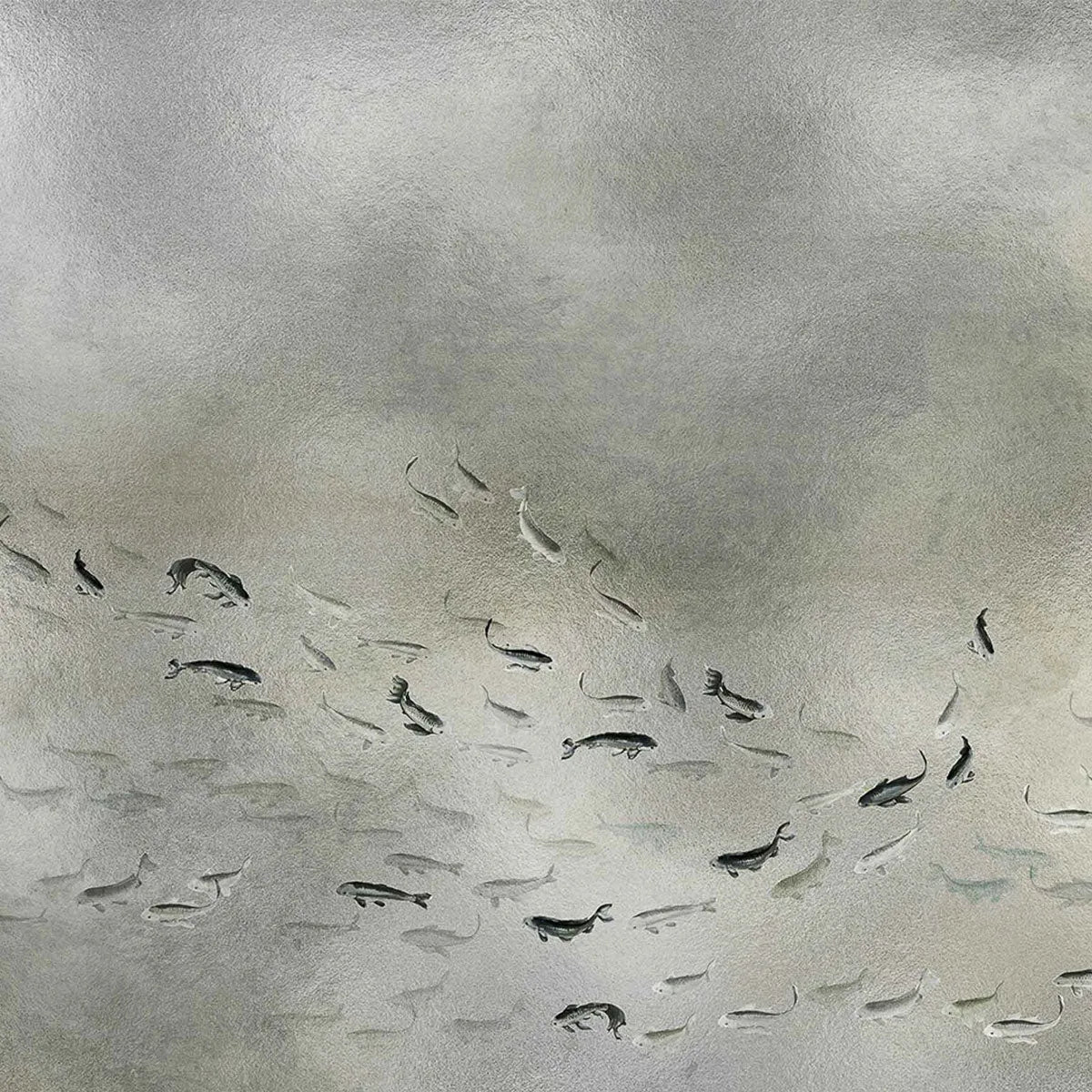Koi Mural Wallpaper - Coordonne