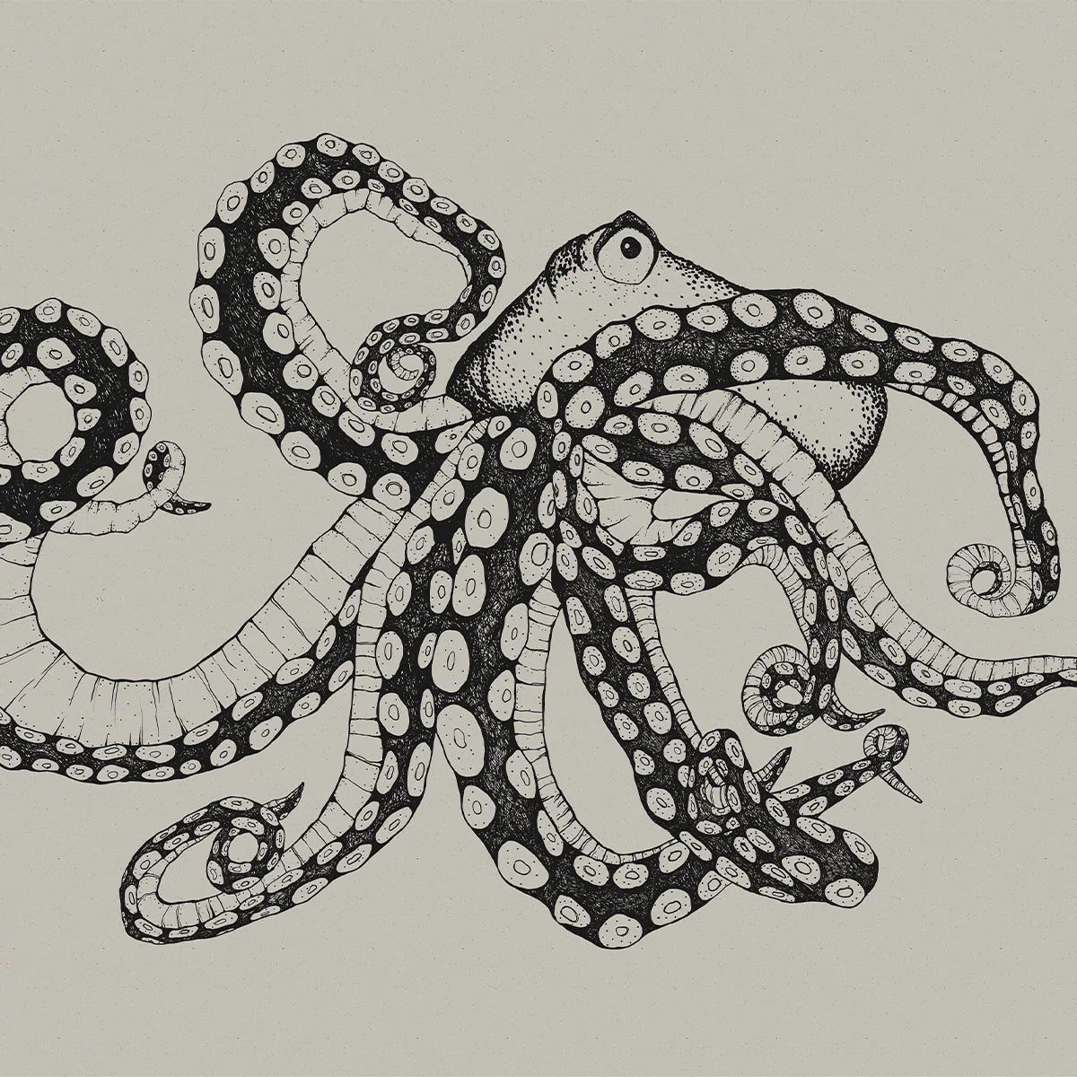 Octopus X-Ray Mural Wallpaper - Coordonne