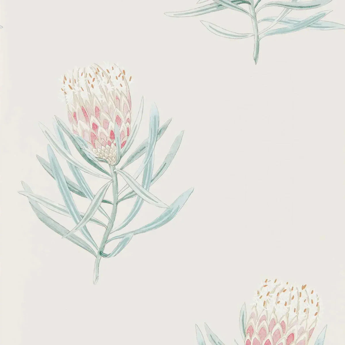 Protea Flower Wallpaper - Sanderson