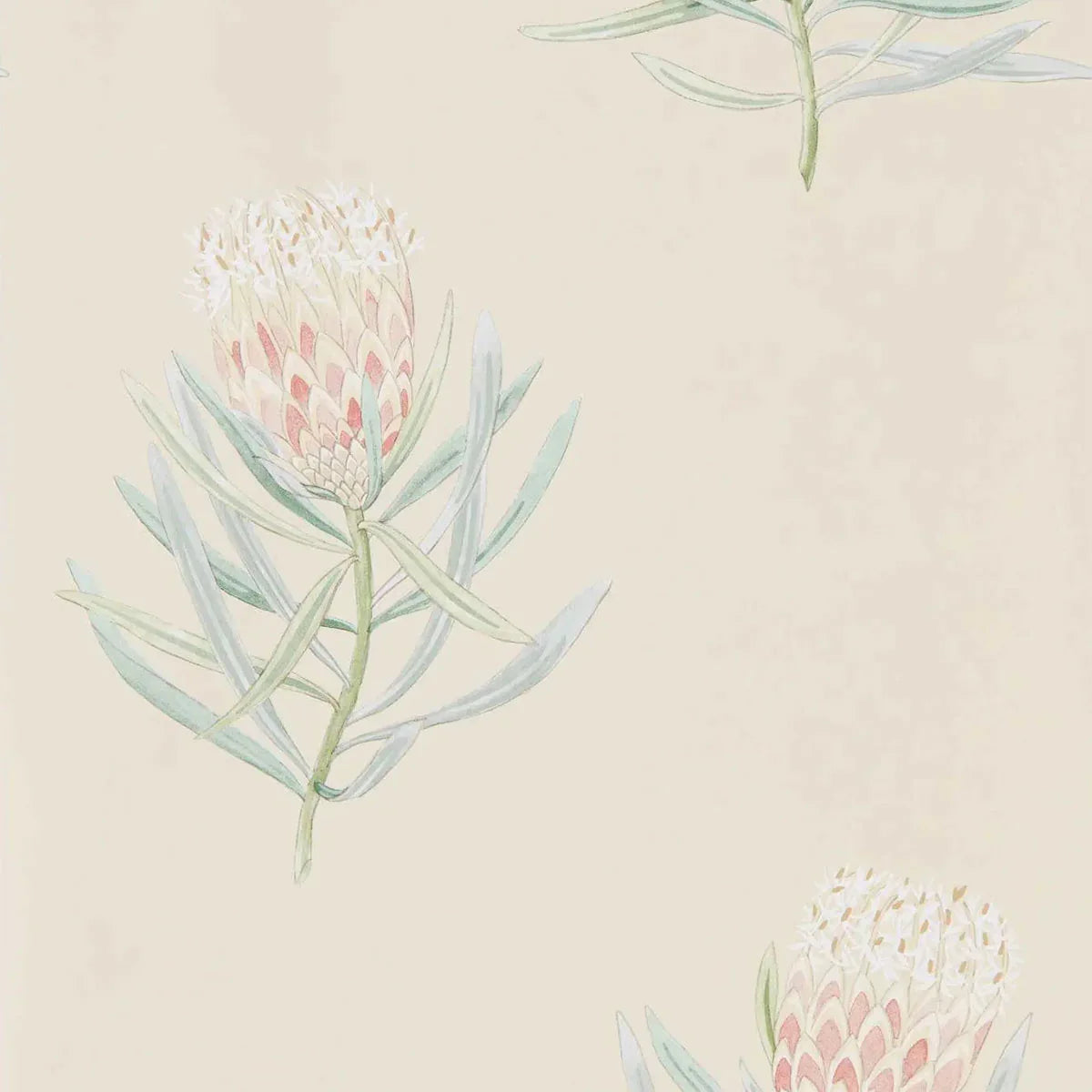 Protea Flower Wallpaper - Sanderson