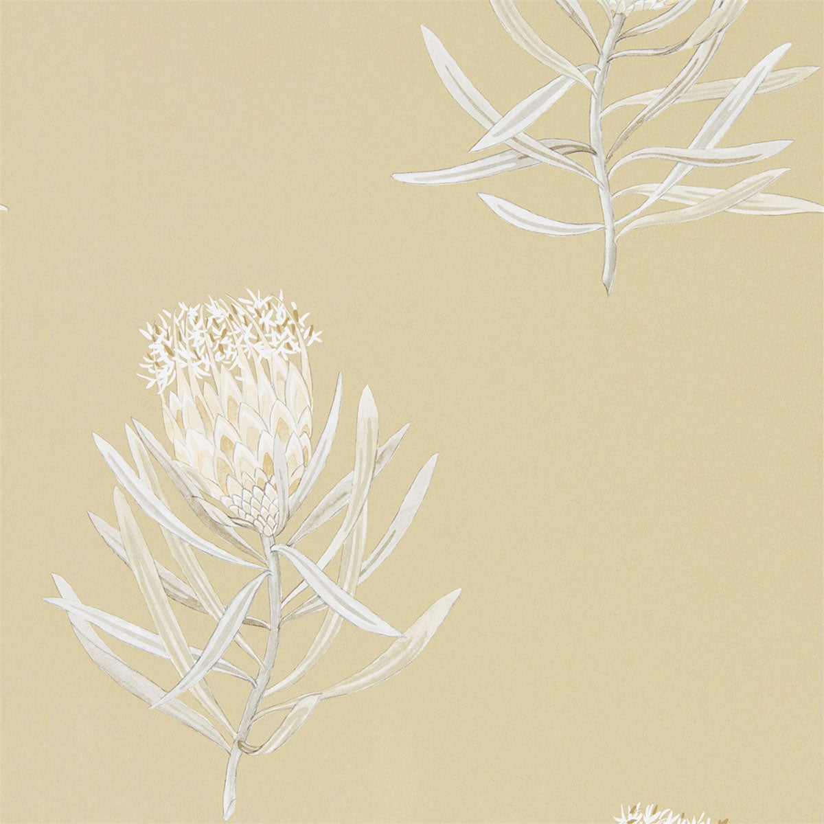 Protea Flower Wallpaper - Sanderson
