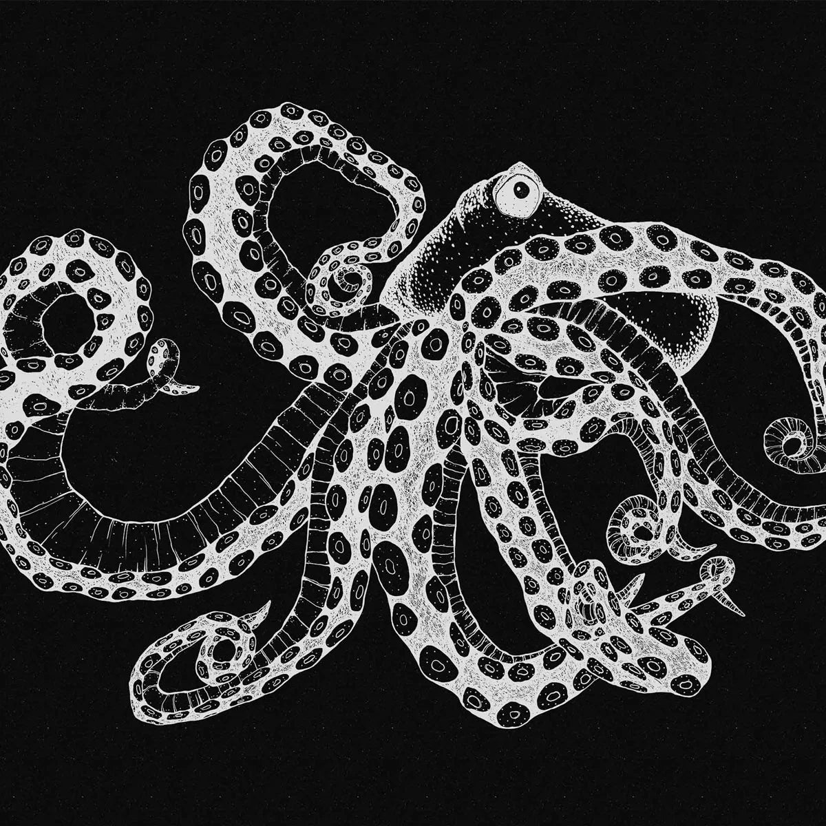 Octopus XRay Mural Wallpaper - Coordonne