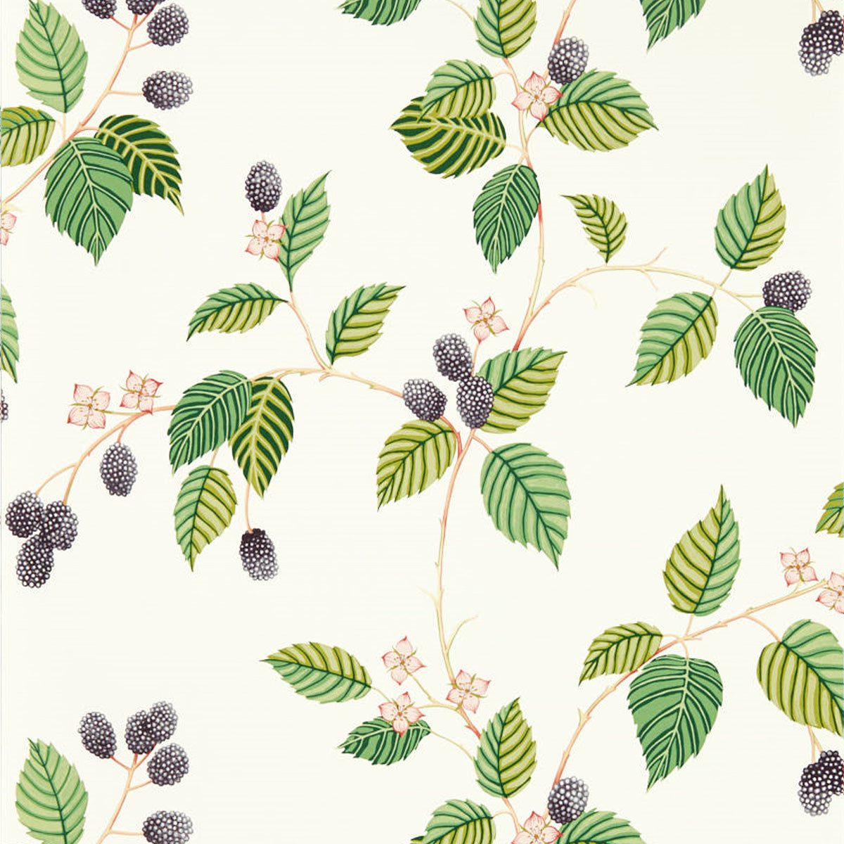 Sanderson &#39;Rubus - Blackberry&#39; Wallpaper
